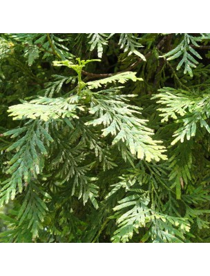 https://www.louis-herboristerie.com/24800-home_default/siam-wood-fokienia-hodginsii-essential-oil-10-ml-herbes-et-traditions.jpg