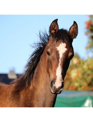 Image 24820 supplémentaire pour Senior Horse Gold - Cheval âgé 1 litre - Hilton Herbs