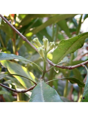 Image 24825 supplémentaire pour Giroflier (Clou de Girofle) Bio - Huile essentielle d'Eugenia caryophyllus 10 ml - Pranarôm