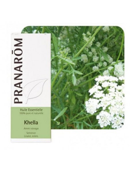 Achetez Khella - Huile essentielle d'Ammi visnaga 5 ml - Pranarôm à l'herboristerie Louis Image principale de Khella - Huile essentielle d'Ammi visnaga 5 ml - Pranarôm