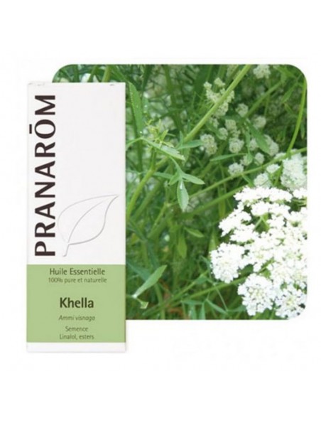 Image principale de Khella - Huile essentielle d'Ammi visnaga 5 ml - Pranarôm