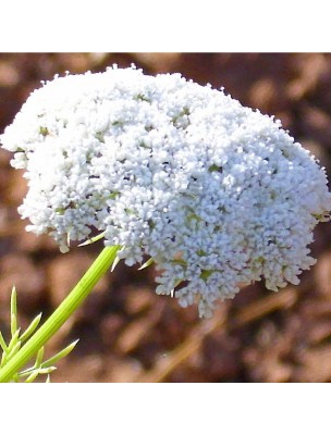 https://www.louis-herboristerie.com/24842-home_default/khella-ammi-visnaga-essential-oil-5-ml-pranarom.jpg