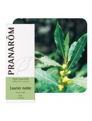 Image de Laurier noble - Huile essentielle de Laurus nobilis 5 ml - Pranarôm depuis Les plantes au service des mycoses, des troubles cutanés