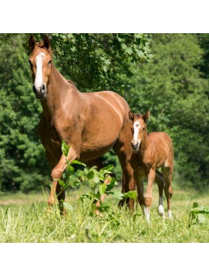 Curcuma + Poivre Noir - Articulations des chevaux 500ml - Hilton Herbs