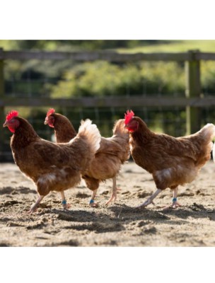 Daily Hen Health - Complément quotidien pour poules et oiseaux 500ml - Hilton Herbs