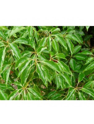 https://www.louis-herboristerie.com/24924-home_default/ravintsara-organic-cinnamomum-camphora-cineol-essential-oil-10-ml-herbes-et-traditions.jpg