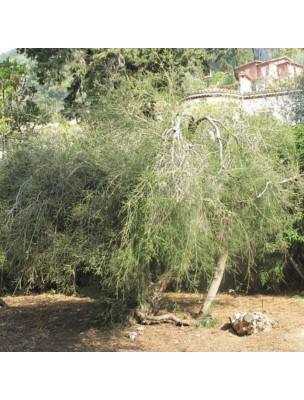 Tea Tree Bio - Huile essentielle de Melaleuca Alternifolia 10 ml - Herbes et Traditions
