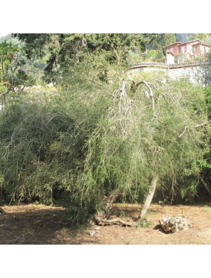 https://www.louis-herboristerie.com/24926-home_default/tea-tree-bio-melaleuca-alternifolia-essential-oil-10-ml-tea-tree-herbes-et-traditions.jpg