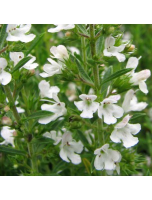Image 24928 supplémentaire pour Sarriette des montagnes Bio - Huile essentielle de Satureja montana 5 ml - Herbes et Traditions