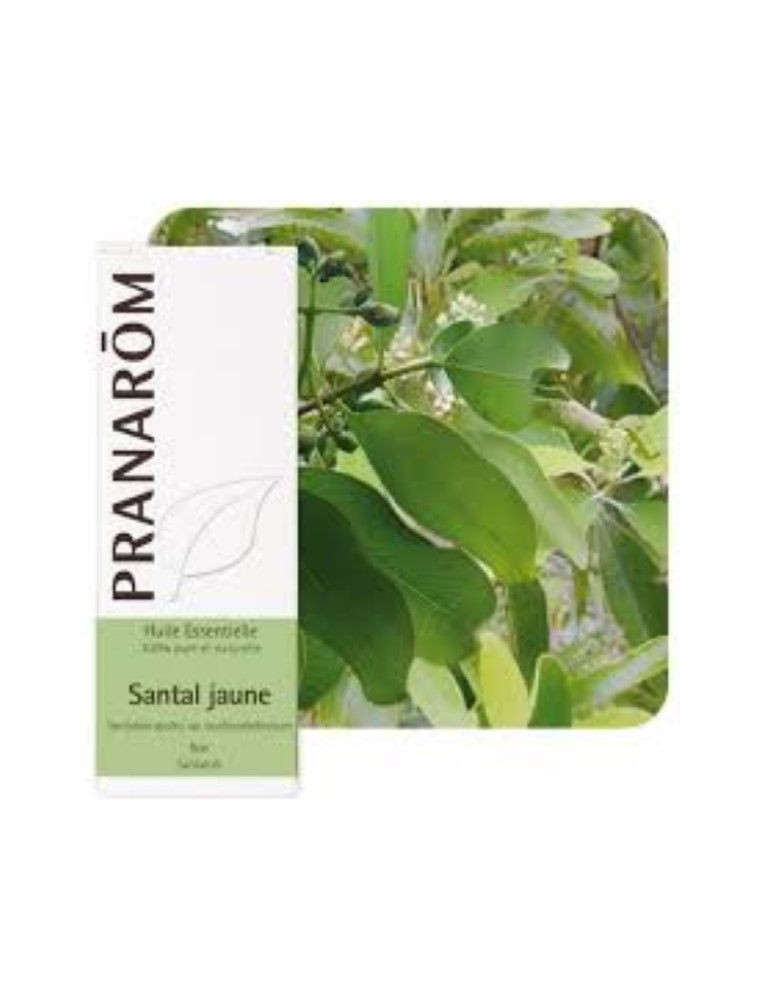 Santal jaune - Huile essentielle Santalum austrocaledonicum 5 ml - Pranarôm Santal jaune - Huile essentielle Santalum austrocaledonicum 5 ml - Pranarôm