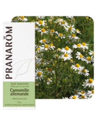 Image de Camomille allemande (matricaire) - Matricaria recutita 5 ml - Pranarôm depuis Aromathérapie : huiles essentielles unitaires pour votre bien-être