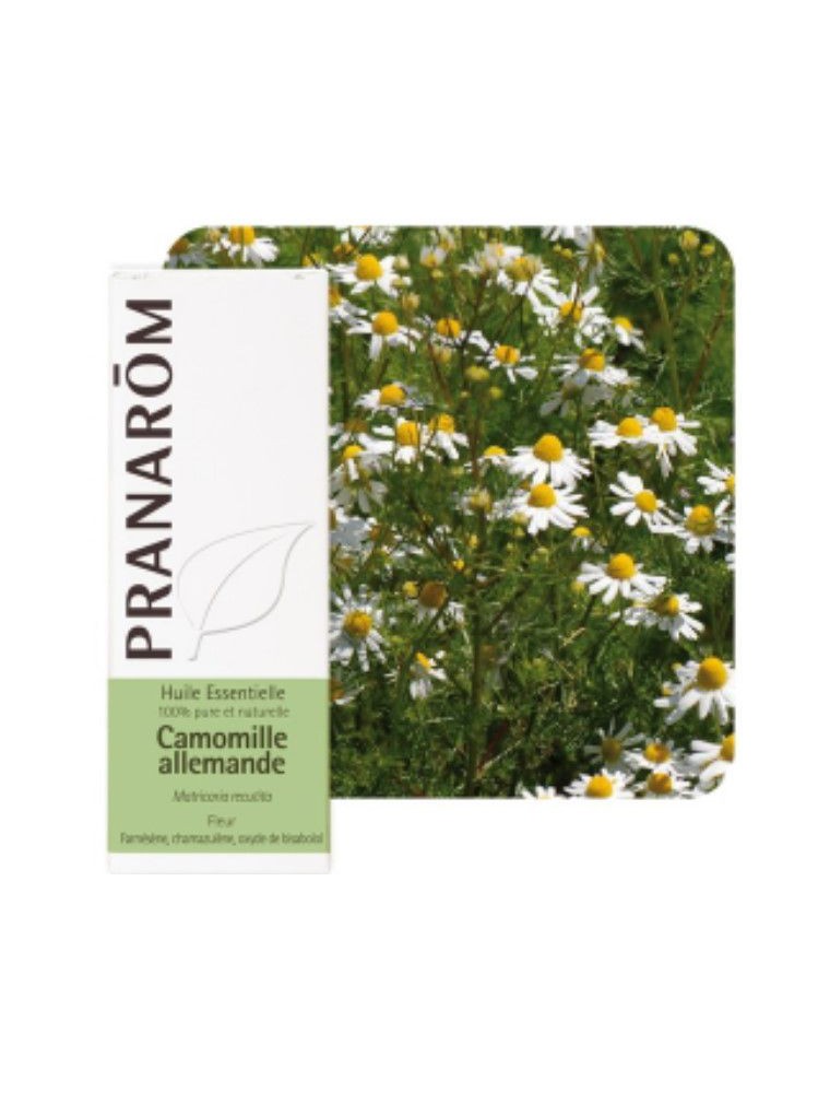 Camomille allemande (matricaire) - Matricaria recutita 5 ml - Pranarôm
