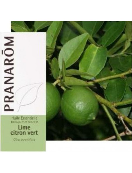 Achetez Lime Citron vert - Huile essentielle Citrus aurantifolia 10 ml - Pranarôm à l'herboristerie Louis Image principale de Lime Citron vert - Huile essentielle Citrus aurantifolia 10 ml - Pranarôm
