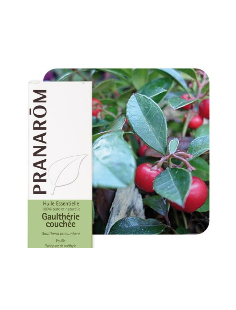 Gaulthérie couchée - Huile essentielle de Gaultheria procumbens 10 ml - Pranarôm