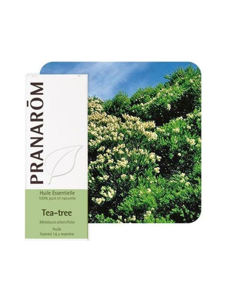 Image principale de la modale pour Tea tree (Arbre à thé) - Huile essentielle de Melaleuca alternifolia 10 ml - Pranarôm