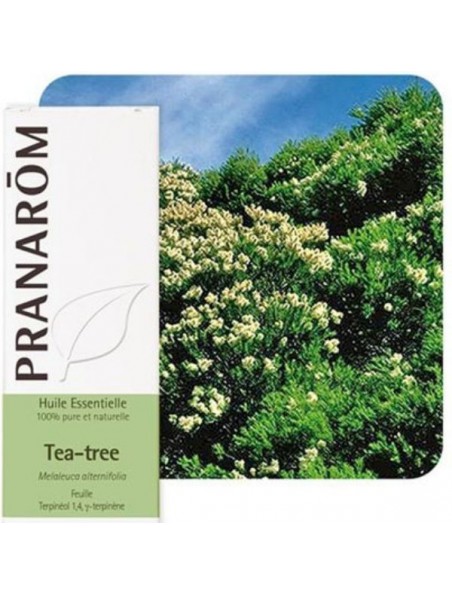 Tea tree (Arbre à thé) - Huile essentielle de Melaleuca alternifolia 10 ml - Pranarôm