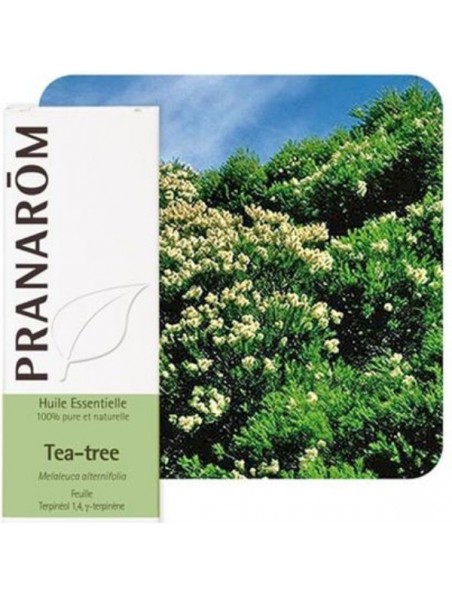 Achetez Tea tree (Arbre à thé) - Huile essentielle de Melaleuca alternifolia 10 ml - Pranarôm à l'herboristerie Louis Image principale de Tea tree (Arbre à thé) - Huile essentielle de Melaleuca alternifolia 10 ml - Pranarôm