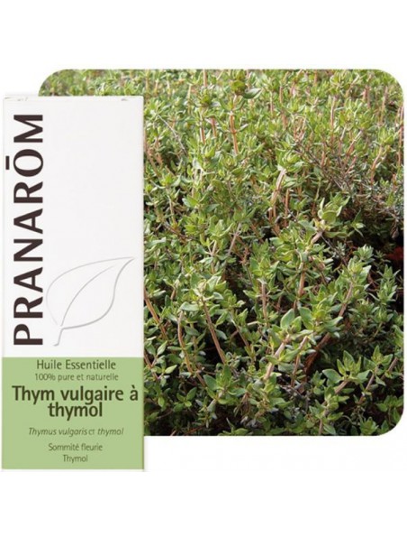 Image principale de Thym à thymol - Huile essentielle de Thymus vulgaris ct thymol 10 ml - Pranarôm