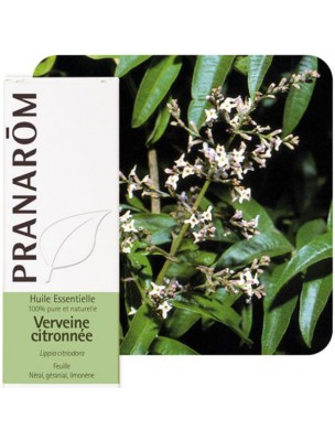 Image de Verveine citronnée (odorante) - Lippia citriodora 5 ml - Pranarôm via Citron Bio - Huile essentielle Citrus limon - Primavera