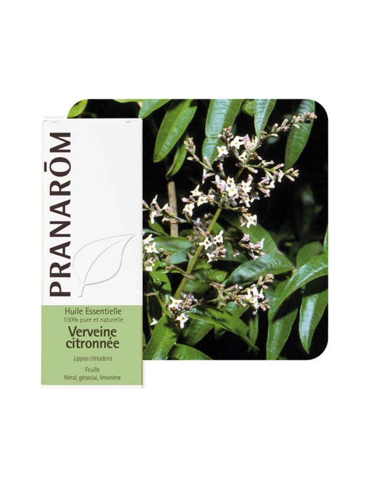 Image principale de la modale pour Verveine citronnée (odorante) - Lippia citriodora 5 ml - Pranarôm