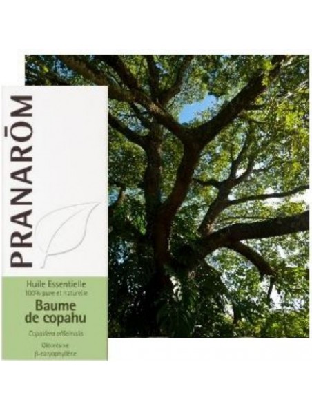 Image principale de Baume de Copahu (Copaïba) - Huile essentielle Copaifera officinalis 10 ml - Pranarôm