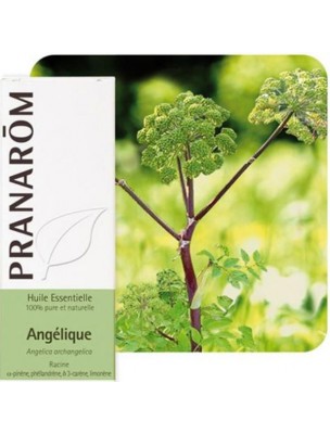 Image de Angelica - Angelica archangelica essential oil 5 ml - (French) Pranarôm depuis Essential oils for physical and moral harmonization
