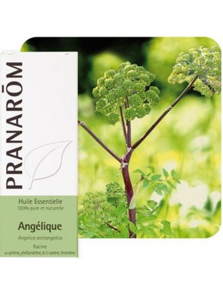 Angélique - Huile essentielle d'Angelica archangelica 5 ml - Pranarôm