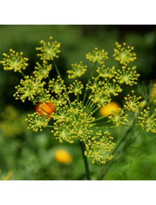 Image 25254 supplémentaire pour Aneth Bio - Huile essentielle d'Anethum Graveolens 5 ml - Herbes et Traditions