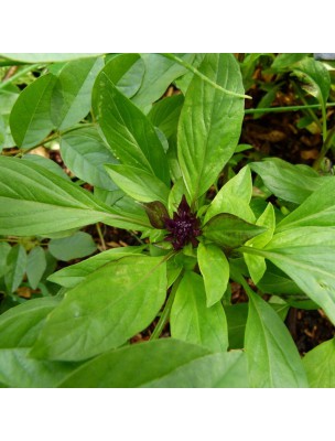 Basilic Tropical Bio - Huile essentielle d'Ocimum Basilicum 10 ml - Herbes et Traditions