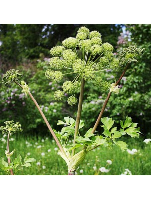 https://www.louis-herboristerie.com/25266-home_default/angelica-bio-angelica-archangelica-essential-oil-2-ml-herbes-et-traditions.jpg