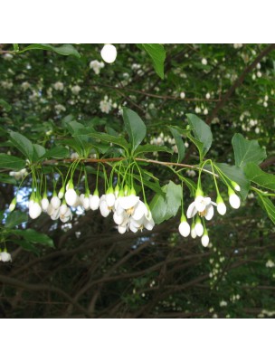 https://www.louis-herboristerie.com/25268-home_default/benzoin-of-siam-organic-styrax-tonkinensis-craib-essential-oil-10-ml-herbes-et-traditions.jpg