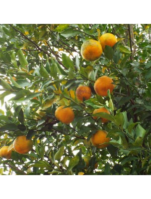 https://www.louis-herboristerie.com/25277-home_default/bergamot-bio-citrus-bergamia-essential-oil-10-ml-herbes-et-traditions.jpg