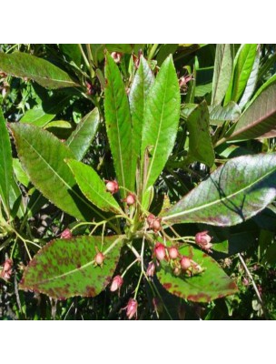 Image 25286 supplémentaire pour Bois de Rose Bio - Huile essentielle de Aniba Parviflora 5 ml - Herbes et Traditions