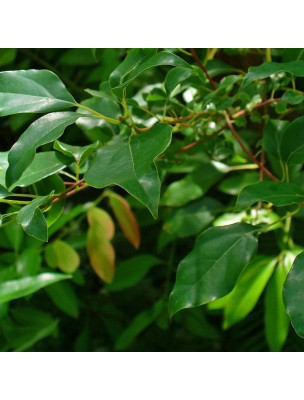 Image 25301 supplémentaire pour Bois de Hô Bio - Huile essentielle de Cinnamomum Camphora 10 ml - Herbes et Traditions