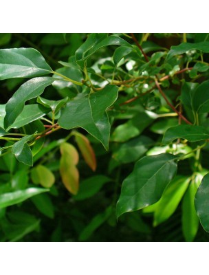 Bois de Ho Bio - Huile essentielle de Cinnamomum Camphoraa 10 ml - Herbes et Traditions