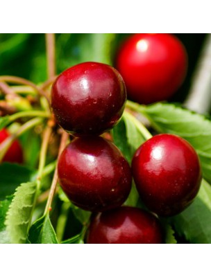 https://www.louis-herboristerie.com/25645-home_default/acerola-1000-organic-fatigue-reduction-60-tablets-dietaroma.jpg