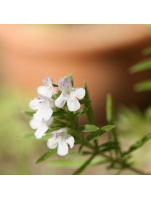 Petite image du produit Sarriette des montagnes - Huile essentielle de Satureja montana 5 ml - Pranarôm