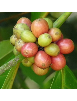 Image 25809 supplémentaire pour Café vert Bio - Poudre 100 g - Tisane de Coffea canephora Pierre