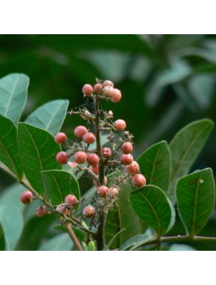 Image 25932 supplémentaire pour Poivre Rose Bio - Baie 100g - Tisane de Schinus terebenthifolia Raddi