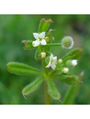 Image 25945 supplémentaire pour Gratteron - Partie aérienne coupée 100g - Tisane de Galium aparine