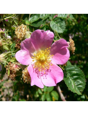 https://www.louis-herboristerie.com/25970-home_default/rose-musquee-bio-huile-vegetale-rosa-rubiginosa-50-ml-pranarom.jpg