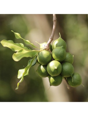 Image 25976 supplémentaire pour Macadamia Bio - Huile végétale vierge Macadamia integrifolia 50 ml - Pranarôm