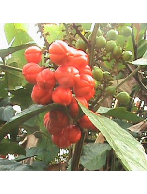 Guarana Bio - Tonique et Minceur 120 gélules - Purasana