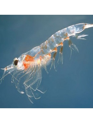 https://www.louis-herboristerie.com/26018-home_default/krill-oil-fatty-acids-60-capsules-purasana.jpg