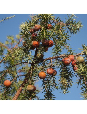 Cade Bio - Huile essentielle de Juniperus oxycedrus 10 ml - Herbes et Traditions