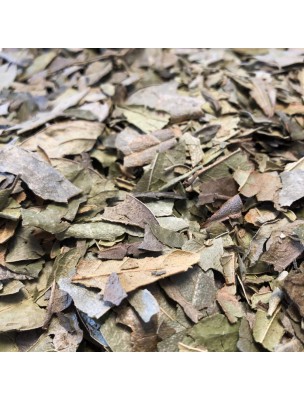 Image de Boldo du Chili Bio - Feuille 100g - Tisane de Peumus boldus depuis louis-herboristerie