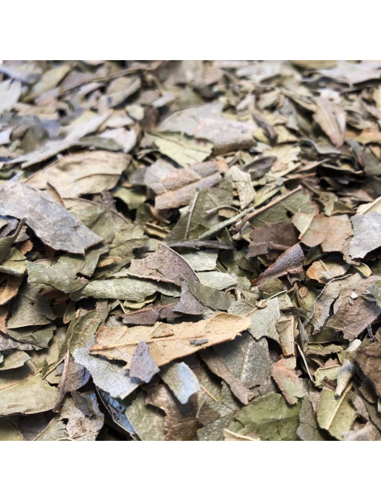 Image principale de la modale pour Boldo du Chili Bio - Feuille 100g - Tisane de Peumus boldus