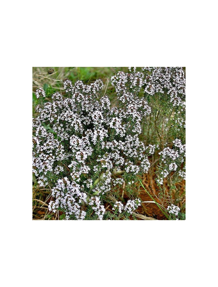Acheter Thym vulgaire à thujanol - Huile essentielle de Thymus vulgaris