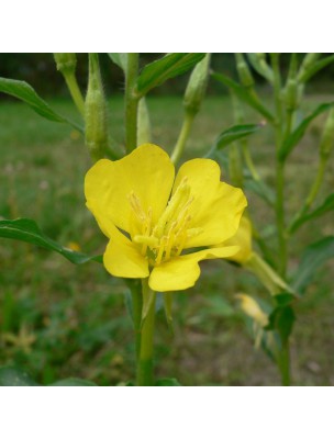 https://www.louis-herboristerie.com/26258-home_default/borage-evening-primrose-organic-skin-beauty-180-capsules-dietaroma.jpg