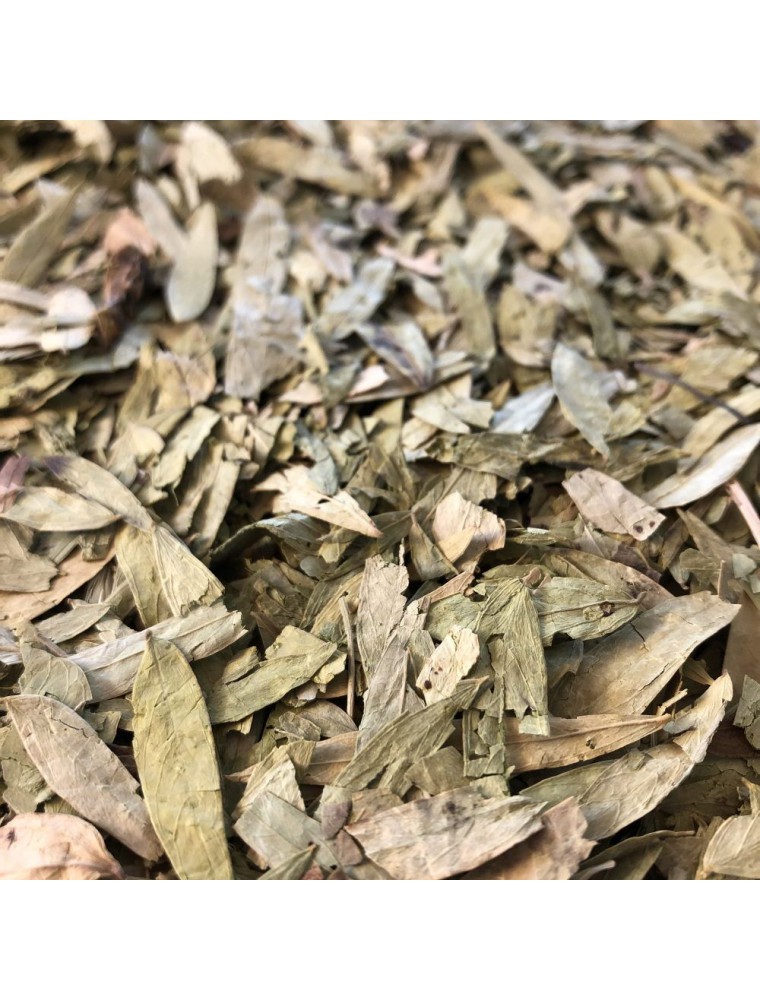 Image principale de la modale pour Séné Tinnevelly - Feuilles entières 100g - Tisane de Cassia angustifolia